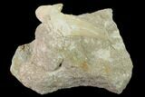 Otodus Shark Tooth Fossil in Rock - Eocene #135855-1